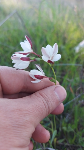 Image of Hesperantha falcata by (c) Jacques van der Merwe, some rights reserved (CC BY-SA)