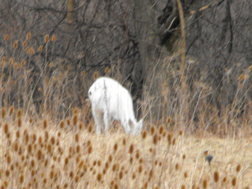 White-tailed Deer photographed in New York