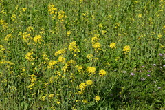 Brassica rapa oleifera