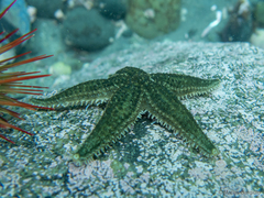 Anasterias antarctica
