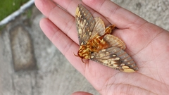 Citheronia brissotii