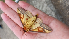 Citheronia brissotii