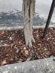 Anolis sagrei