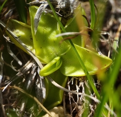 Pinguicula leptoceras