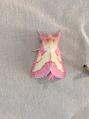 Hyparpax aurora