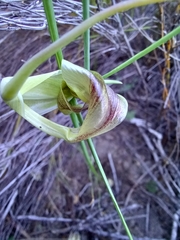 Gladiolus carinatus