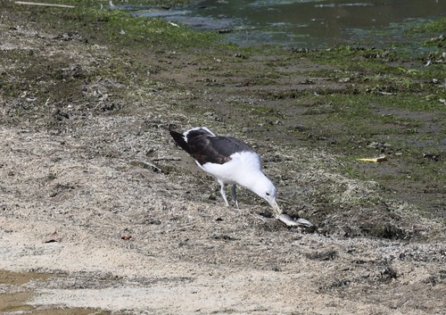 Gaviota cocinera (Larus dominicanus)