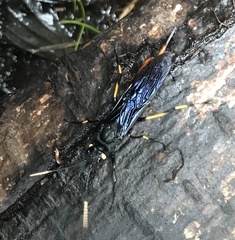 Urocerus cressoni