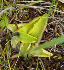 Pinguicula leptoceras