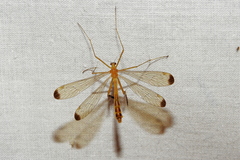 Hylobittacus apicalis