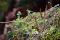 Asimitellaria stylosa