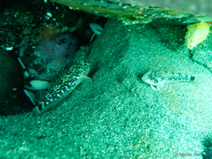 Helcogrammoides cunninghami