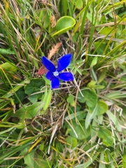 Gentiana brachyphylla