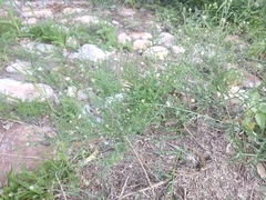 Psilactis brevilingulata