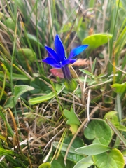 Gentiana brachyphylla