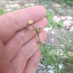 Psilactis brevilingulata