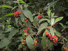 Tricalysia