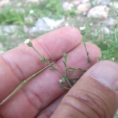 Psilactis brevilingulata