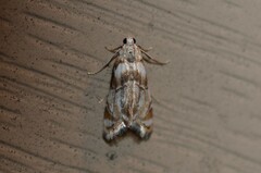 Eoparargyractis plevie