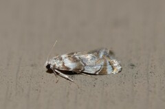 Eoparargyractis plevie