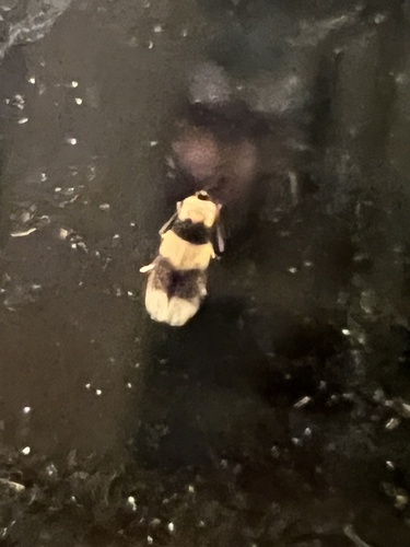 Stigmella nigriverticella photo 2