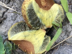 Gastroboletus