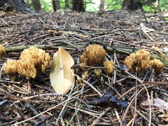 Lentaria byssiseda