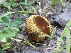 Gastroboletus