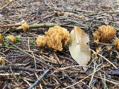 Lentaria byssiseda