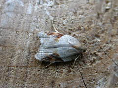 Acleris laterana