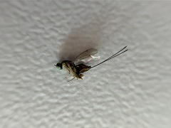 Torymus aucupariae