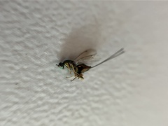 Torymus aucupariae
