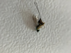 Torymus aucupariae