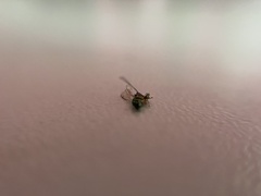 Torymus aucupariae