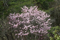 Rhododendron pentaphyllum nikoense