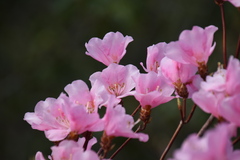 Rhododendron pentaphyllum nikoense