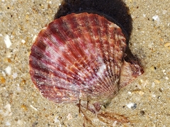 Aequipecten opercularis