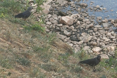 Corvus monedula