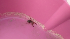 Gluvia dorsalis