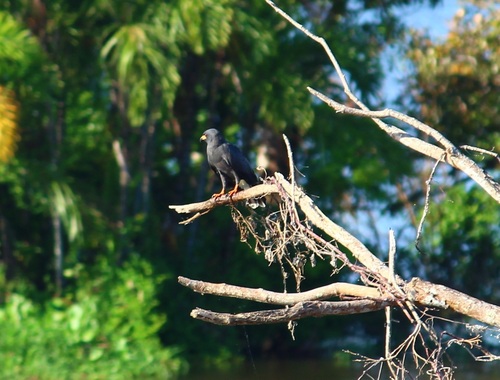 Snail Kite