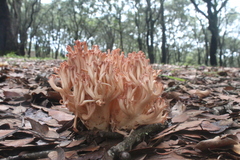 Ramaria botrytis