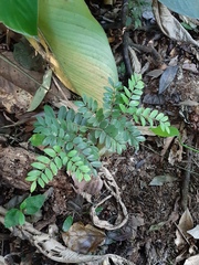 Copaifera trapezifolia