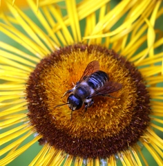 Megachile ericetorum