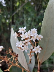 Nectandra oppositifolia