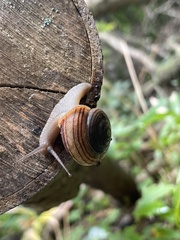 Webbhelix multilineata