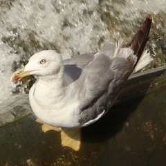 Larus michahellis