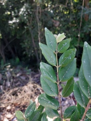 Myrciaria plinioides