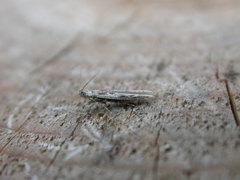 Batrachedra praeangusta