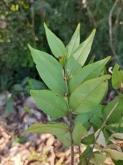 Myrciaria plinioides