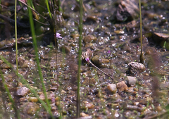Utricularia minutissima